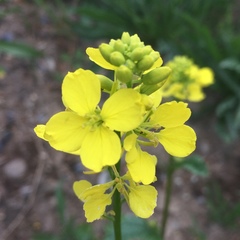 Rhamphospermum arvense