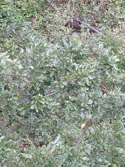 Laurus novocanariensis
