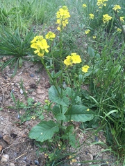 Rhamphospermum arvense