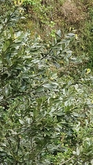 Laurus novocanariensis