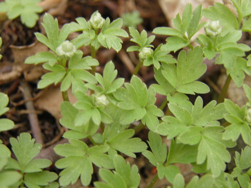 Muskusinis ūksminas