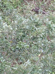 Laurus novocanariensis