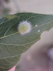 Celticecis pubescens