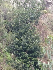 Laurus novocanariensis