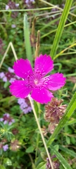 Dianthus deltoides deltoides