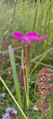 Dianthus deltoides deltoides