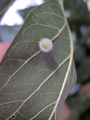 Celticecis pubescens