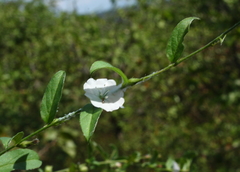 Seddera suffruticosa