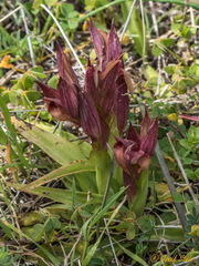 Serapias orientalis orientalis