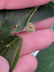 Celticecis pubescens