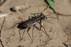 Parvindela celeripes