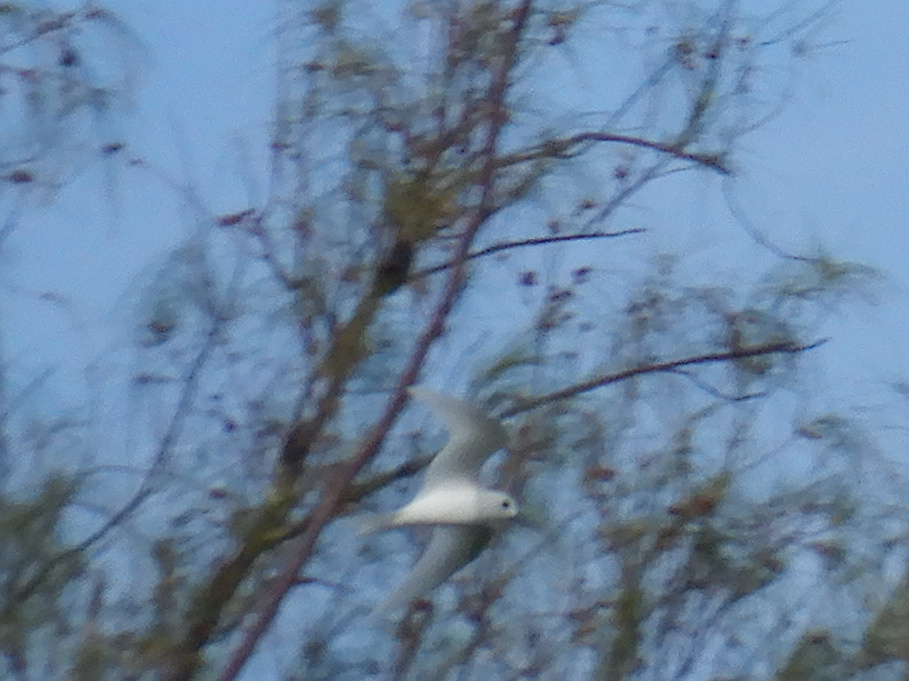 Atlantic White Tern