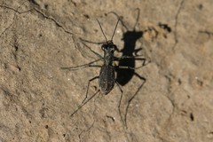 Parvindela celeripes