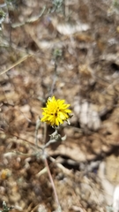 Lessingia germanorum