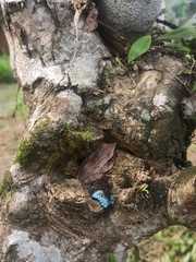 Polypedates himalayensis