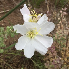 Oenothera albicaulis