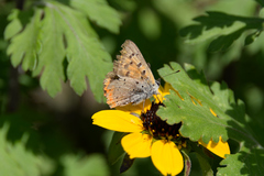 Lycaena phlaeas daimio