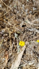 Lessingia germanorum