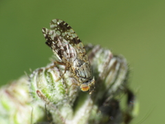 Tephritis nigricauda