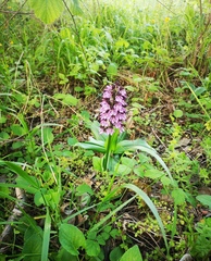 Orchis purpurea