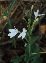 Rhinacanthus xerophilus