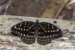 Lexias dirtea merguia