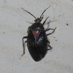 Deraeocoris sayi