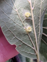 Pachypsylla celtidisasterisca