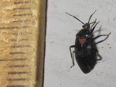 Deraeocoris sayi