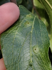 Pachypsylla celtidisasterisca