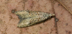 Copromorphoidea