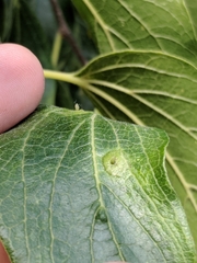 Pachypsylla celtidisasterisca