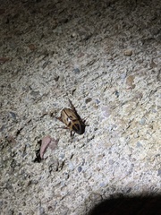 Cyclocephala lunulata