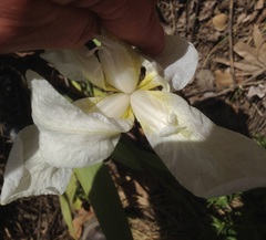 Iris albicans