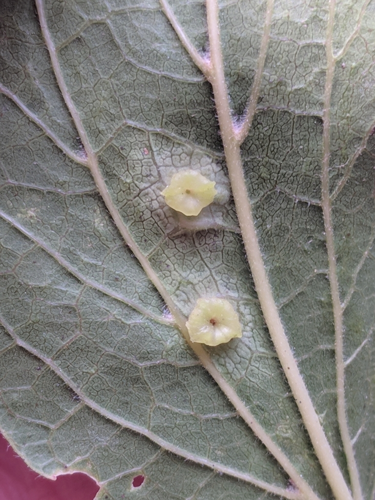 Hackberry Star Gall Psyllid