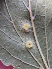 Pachypsylla celtidisasterisca