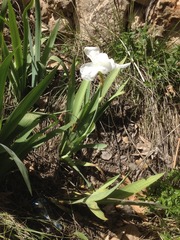 Iris albicans