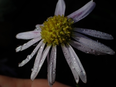 Brachyscome salkiniae