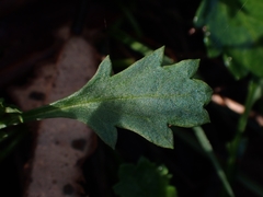 Brachyscome salkiniae