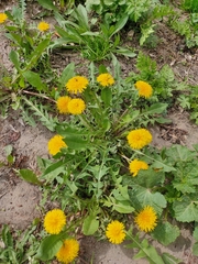 Taraxacum officinale