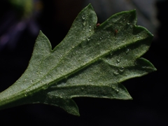 Brachyscome salkiniae