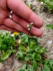 Capsella bursa-pastoris