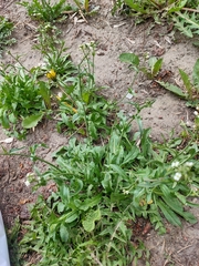 Capsella bursa-pastoris