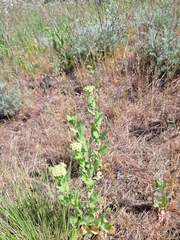 Lepidium draba