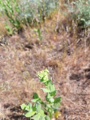 Lepidium draba