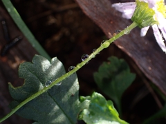 Brachyscome salkiniae