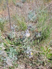 Onosma