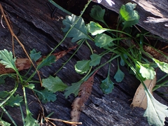 Brachyscome salkiniae