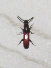 Taphroscelidia linearis