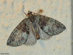 Hydriomena transfigurata